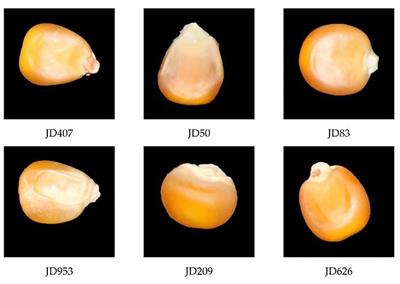 A maize seed variety identification method based on improving deep residual convolutional network